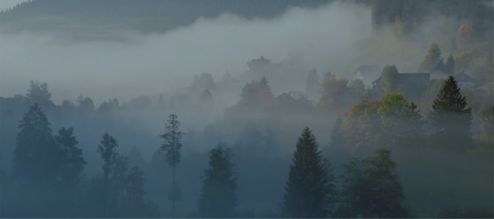 Tannen im Nebel